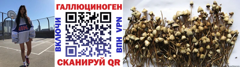 Купить где  Бор  Псилоцибиновые грибы Psilocybe 